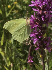 Gonepteryx rhamni
