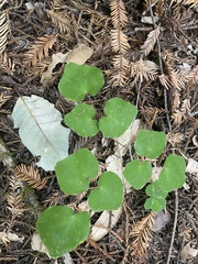 Vancouveria hexandra