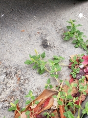 Amaranthus viridis