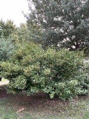 Euonymus fortunei