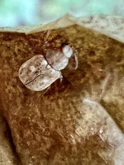 Demotina modesta