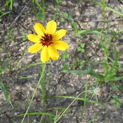 Thelesperma filifolium