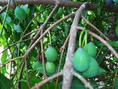 Garcinia humilis