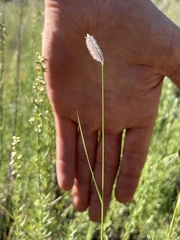 Bouteloua gracilis