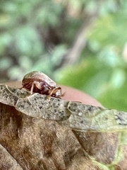 Demotina modesta