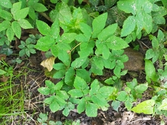 Aegopodium