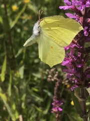Gonepteryx rhamni