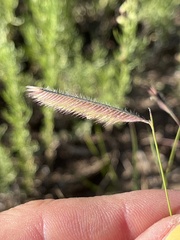 Bouteloua gracilis