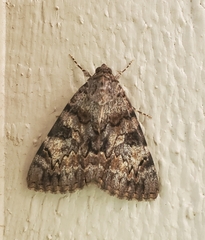 Catocala desdemona