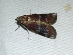 Euzophera ostricolorella