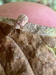 Demotina modesta