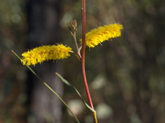 Acacia doratoxylon