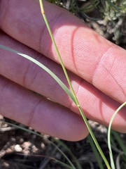 Bouteloua gracilis