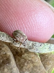 Demotina modesta