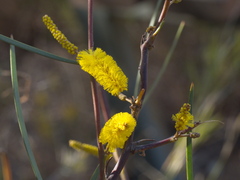 Acacia doratoxylon
