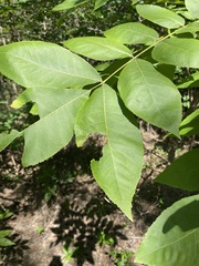 Carya texana