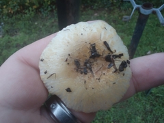 Russula ballouii
