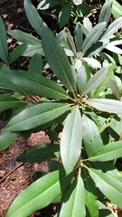 Rhododendron maximum
