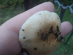 Russula ballouii