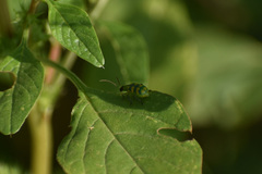 Diabrotica balteata