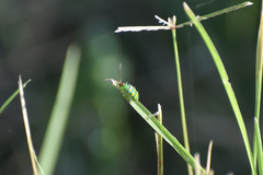 Diabrotica balteata