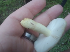 Russula ballouii