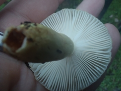 Russula ballouii