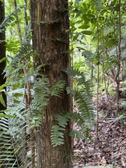 Arthropteris palisotii