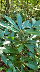 Rhododendron maximum