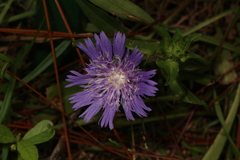 Stokesia laevis