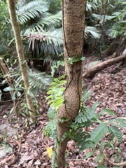 Arthropteris palisotii