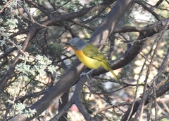 Malaconotus blanchoti