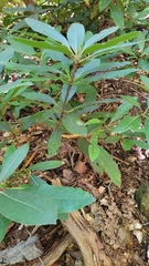 Rhododendron maximum