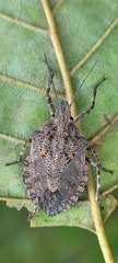 Brochymena quadripustulata