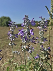 Salvia farinacea