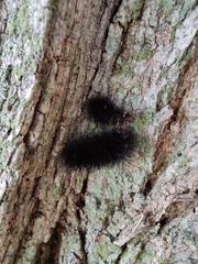 Hypercompe scribonia