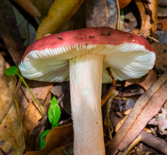 Russula persanguinea