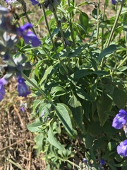 Salvia farinacea