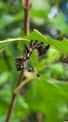 Harrisimemna trisignata