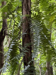 Arthropteris palisotii