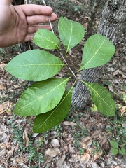 Chionanthus virginicus