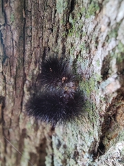 Hypercompe scribonia