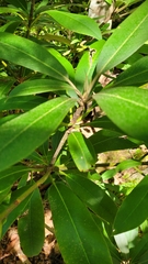 Rhododendron maximum