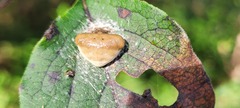 Mastophora phrynosoma