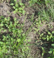 Zephyranthes chlorosolen