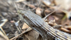 Elgaria multicarinata webbii