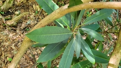 Rhododendron maximum