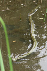 Japanese Ratsnake photo 2