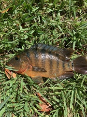 Mayaheros urophthalmus