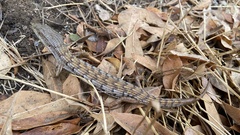 Elgaria multicarinata webbii